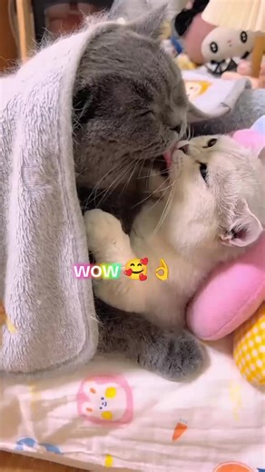 Adorable Pets and Animals That Will Melt Your Heart