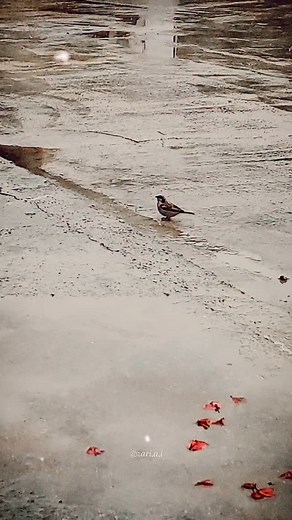 zari.asemani on Instagram‎: "و چون ما سعی می‌کردیم قوی باشیم در خفا گریه کنیم و از سختی دم نزنیم می‌پنداشتند که از جنس سنگیم؛ قلب نداریم! #شیراز #شعر #متن #نوستالژی #بهار #story #instagram #edit #عکاسی #موزیک #عشق #استوری #photography #music #video #حس_خوب"‎