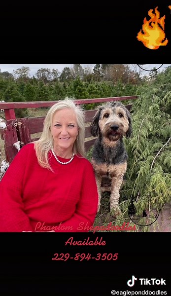 Eagle Pond Doodles has 11 phantom colored shepadoodles. The parents are genetically tested and the pups are raised with avidog desensitized socialized vet vaccinated and examine, UTD on shots and worming. Pups are exposed to crate and started on potty training #phantomshepadoodle #shepadoodle #shepadoodlepuppies #phantompuppies #cutepuppy #fyp #MillionActsofLove #wealthylifestyle #money #smartdogs #beautifuldogs #adoptapuppynow #intuitivedog