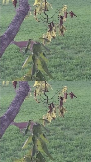Buck vs Decoy. 🦌🦌 #deer #deerhunting #deerseason #decoy