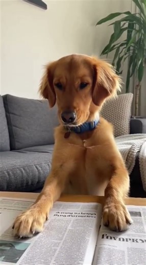 Dog Reader Caught a Dog Reading a Newspaper!