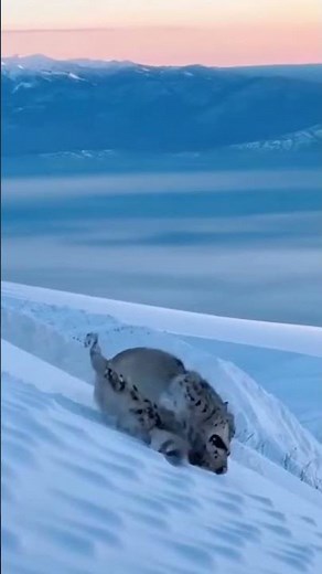 Wolf vs Leopard – Savage Wilderness Clash! 🐺🐆 #Wolf #Leopard #AnimalFight #Wildlife #NatureShorts