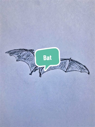 How to Draw a Bat: Pencil Drawing Tips