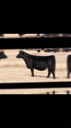 The sale should be posted tomorrow. Be on the lookout for updated. | Halverson Ranch