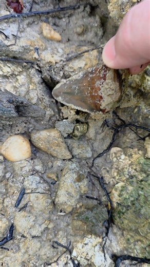 85K views · 1.1K reactions | Forty million year old shark tooth pulled from the bank in Florida. | Florida Panhandle Springs and Fossils | Facebook