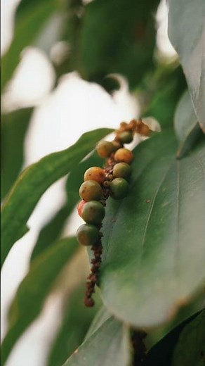 La Plantation - Poivre de Kampot - Cambodge