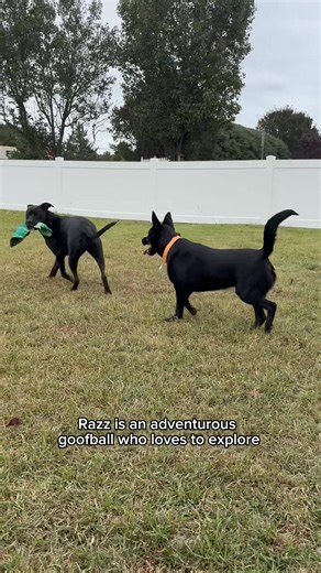 PLEASE SHARE! This playful pup is the ultimate adventure buddy. 🐾 Meet Razz, a 1-year-old German Shepherd mix who was saved from an overcrowded rural shelter by @freedomride.rescue in Raleigh, NC. If you’re looking for an affectionate little goofball with a huge personality, Razz may just be your perfect match. He absolutely loves exploring the world around him, entertaining himself with toys, and making new friends. Razz has a knack for silly antics that are sure to keep you smiling and laughi