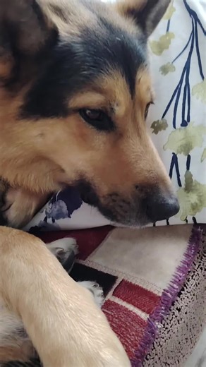 Amur_baron_i_ko (@amur_baron_i_ko)’s videos with SWEET CUTE - CUTE VOLUME