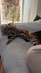 I love his sweet personality ❤️ Milo is absolutely adorable bengal cat! Enjoying last weeks together before his flight to Singapore 🇸🇬 #bengalbest #bengalcattery #bengalcat | Bengal Best