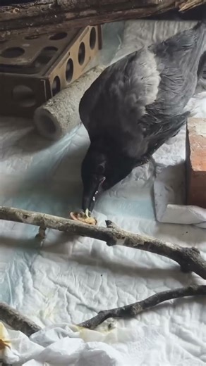 Crow Enjoying a Nut in Backyard🐦🌰 #birds #cuteanimal #nature #backyard #crow #birdlove #birdlife