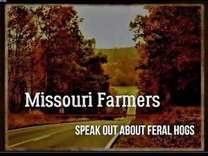 MHWDA - Missouri Farmers Speak Out About Feral Hogs