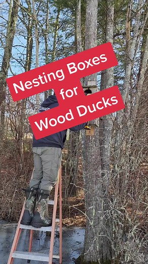 Wood Duck Nesting Boxes Maintenance Process