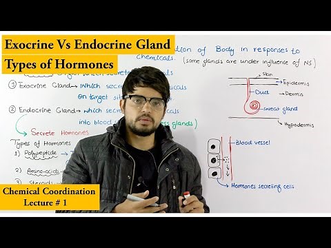 Chemical Coordination | Endocrine and Exocrine Glands |