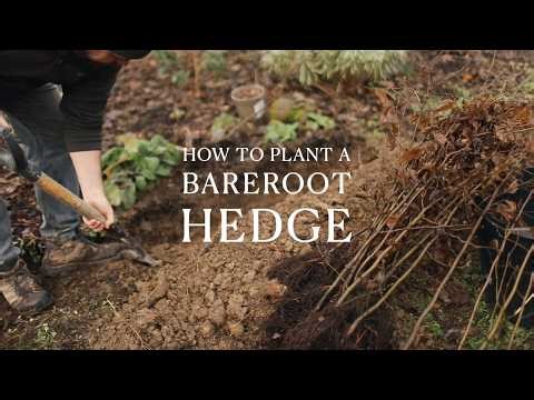 Bareroot Hedge Planting Guide - Future Forests - Tutorial