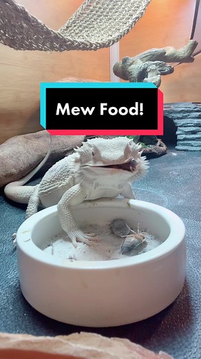 Bearded Dragon Head Bobbing for Bugs!