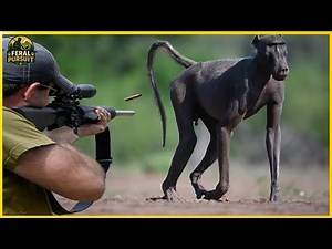 Precision Shots in the Wild – Hunting Aggressive Baboons with Guns in Namibia | Invasive Species