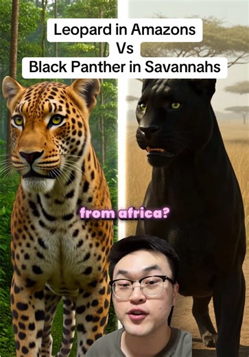 Leopard vs Black Panther: A Wildlife Showdown