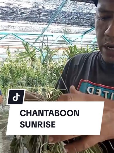 #LIVEhighlights #TikTokLIVE #LIVE #orkidgarden #orkidmurah #zalianursery #pemborongorkid #viraltiktok #fypシ゚viral #fyp