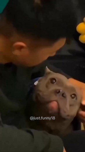 The end 🐶 are best friends episode90#dog #dogs #dogsoftiktok #bestfriends #pet #friends | Funny Animals