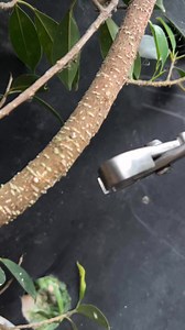 Air layering using water #airlayering #grafting #budidaya #budidayatanaman #bahanbonsai #bibitbonsai #bonsaitree #tanaman #trees | Nuri Hadiyanto