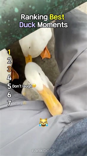 Ranking Best Duck Moments