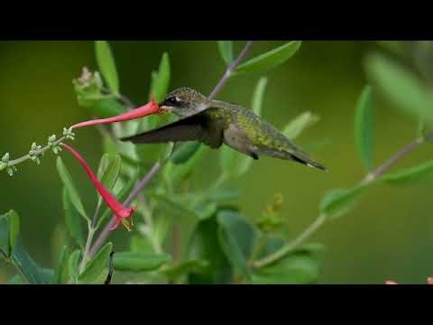 Ruby-throated Hummingbird Enjoying Coral Honeysuckle