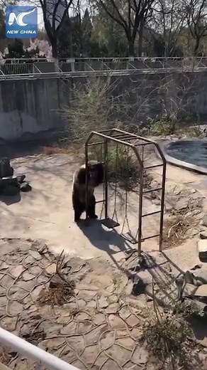 "Disco dancing" bear at a zoo in Tianjin, China causes a sensation on social media | China Xinhua News