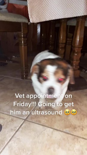 Mickey Mouse Ultrasound Update: Spleen Concerns