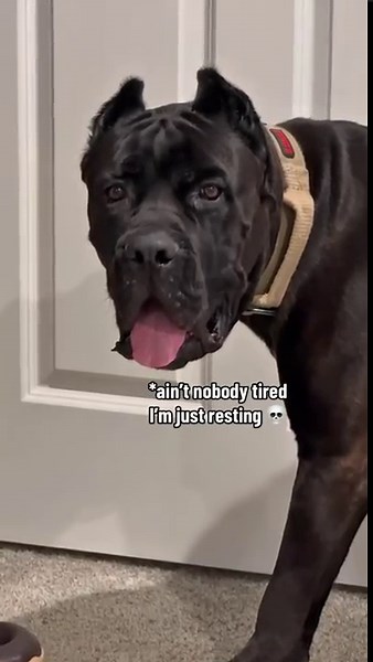 How we wind down at night with a massive Cane Corso dog