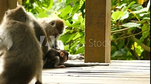 Macaque monkey family with baby at Monkeyforest in Ubud, Bali