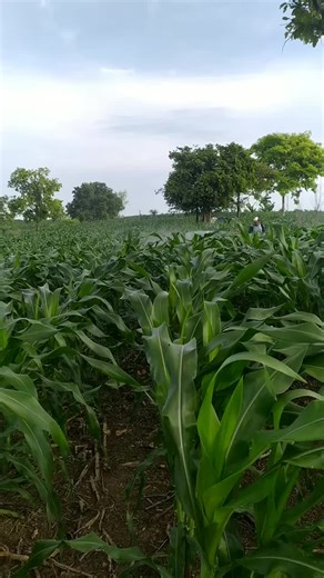 #modernagriculturetech #creatorsearchinsights #modernfarmingtechnology #agricultureinnepal #fypシ