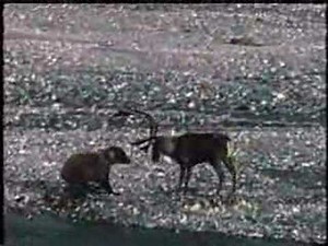Grizzly Bear vs Caribou