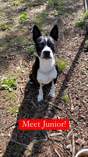 Meet JUNIOR! Junior is a Boston Terrier mix who is roughly a year old and about 20 lbs. If you’re looking for a smaller pup in your life, then this guy is for you! After being picked up as a stray in rural TN, Junior was scheduled to be euthanized. Fortunately our rescue affiliates who keep a close eye on the euthanasia list saw his time was up and pulled him on the day he was going to be put down. He was well cared for until he hitched a ride North to stay with us until he lands the happy life 