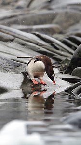 61K views · 361 reactions | Gentoo Penguin chick drinking water in Antarctica #penguin #bird #nature #antarctica #gentoo HA23589 | HAWI Studios | Facebook