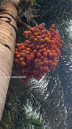 The Foxtail Palm tree is primarily used as an ornamental plant in landscaping projects. | Krishi-Agro Mentor