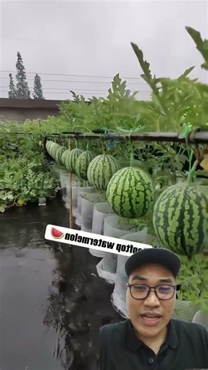 innovative watermelon plantation #viral #fyp #tips #tutorial #garden #plantation #rooftop #garden...