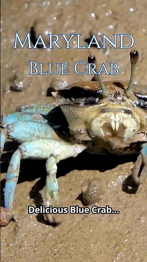 Maryland Blue Crabs Are So Delicious!