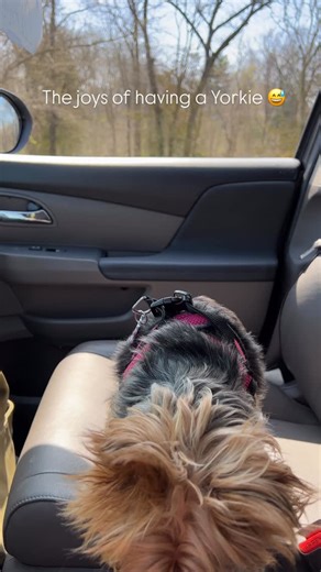 Not my typical miniature I share, but it’s too funny not to. Anyone else’s Yorkie belch like a grown man? 🤣#mini #yorkie #yorkielovers #miniatureyorkie #miniature #petsofinsta #yorkshireterrier | Willow Lane Miniatures