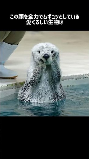 【衝撃のかわいさ】ラッコの驚きの生態とは… #ラッコ #動物 #雑学 #動物雑学