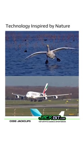 @earthspctr on Instagram: "@jackbit_official | Human flight was heavily inspired by the behavior of birds, especially how large birds like swans manage takeoff and landing despite their heavy bodies. Observers noticed that swans don’t just leap into the air; instead, they run along the water, extending their wings to generate lift while gradually increasing speed. Early airplane designers copied this idea by using long runways to gain speed before takeoff. Similarly, swans slow down, extend thei