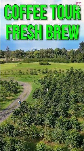 Kona Coffee ☕ Taste Hawaii’s Best Brew