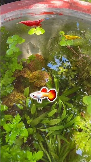outdoor ponds setup with aquatic plants.🪴🌱🍀🌿✅❤🤗😇
