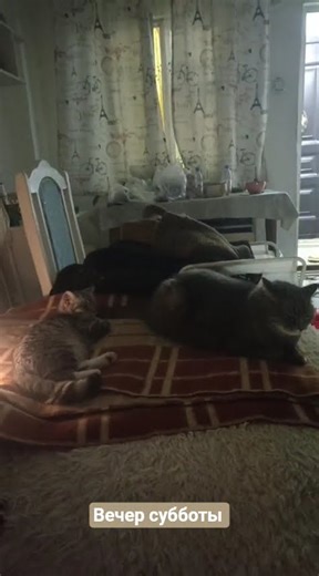 Келя не бьёт Манечку, это радует #cat #моякошка