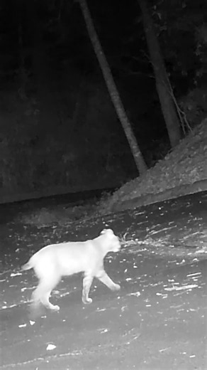 Bobcats Investigate Mysterious Noise at Night (Sound On)
