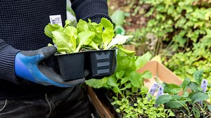 Vegetables to plant in spring