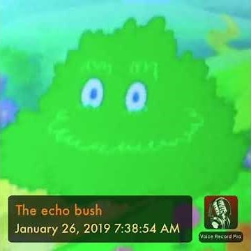 The echo bush