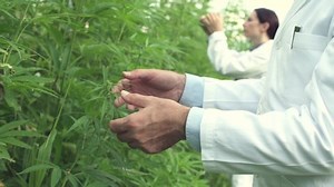 Hemp production and scientific research: professional researchers checking cannabis sativa plants and doing a quality control