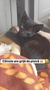 Câinele a salvat o pisică de pe stradă 🙏🏻 | Tarzy Real