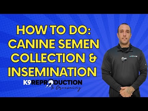 Ultimate Guide to Canine Semen Collection & Artificial Insemination