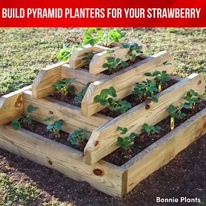 428K views · 3.4K reactions | building pyramid planters for a thriving berry patch. ⛰️ #StrawberryGarden #PyramidPlanters | Houseplants Journal | Facebook